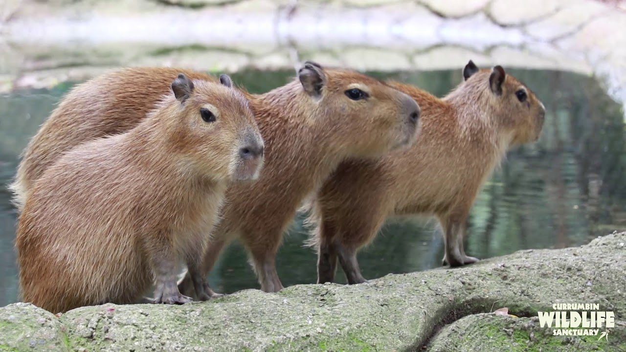 10 Fascinating Facts about Capybaras