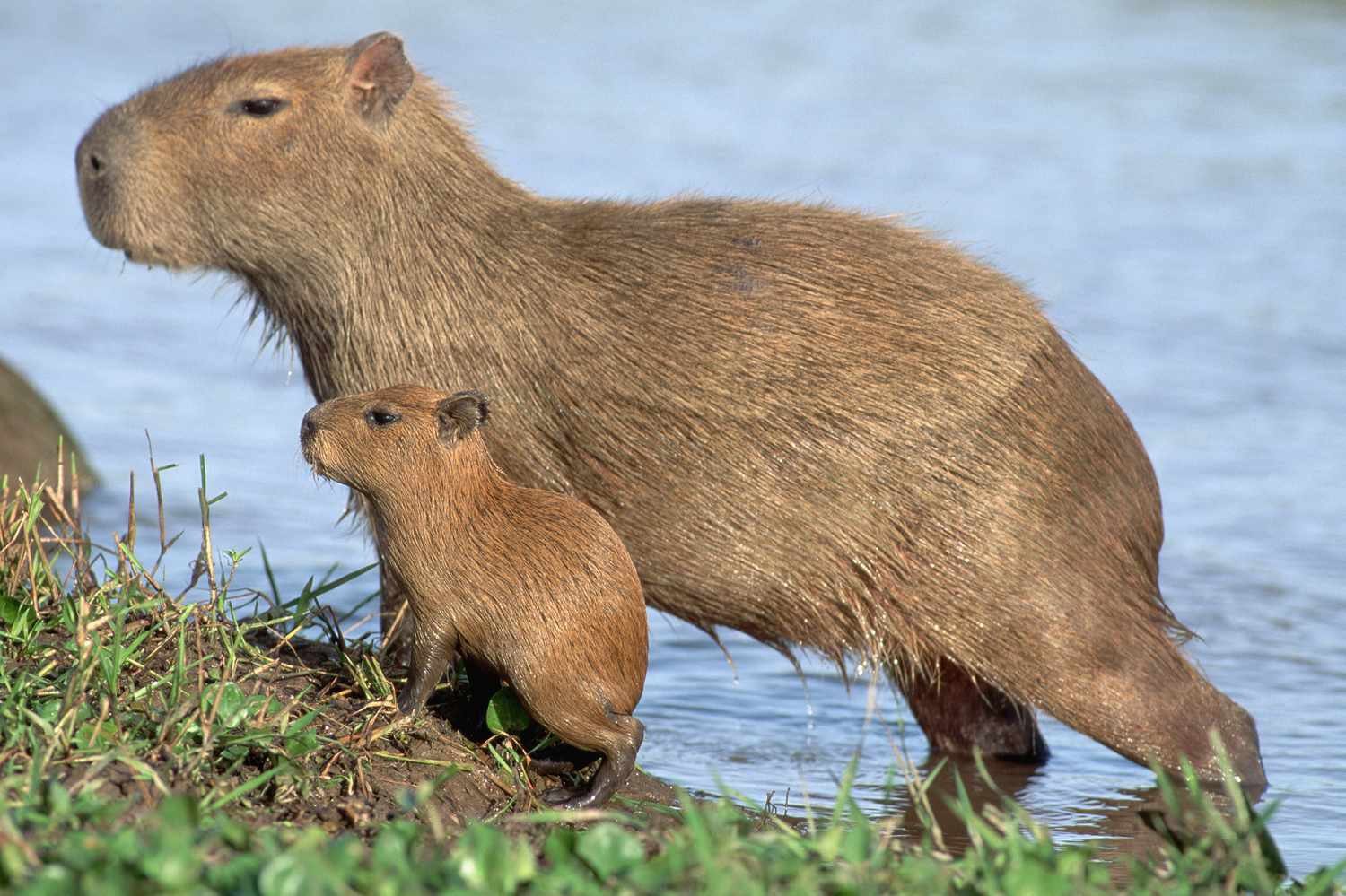 10 Fascinating Facts about Capybaras