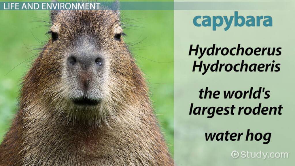 A Beginners Guide: Finding a Capybara