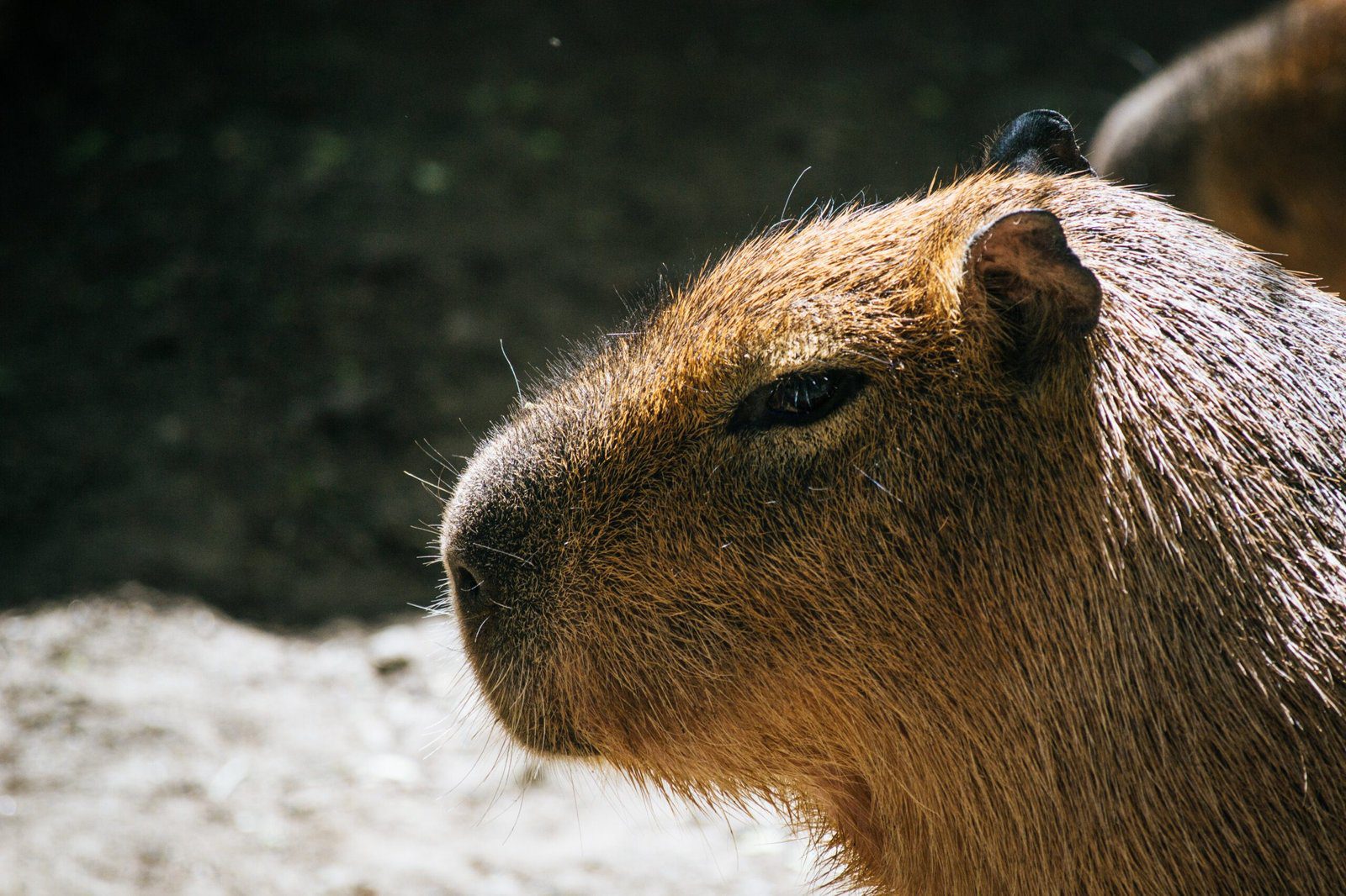 A Detailed Drawing of a Capybara