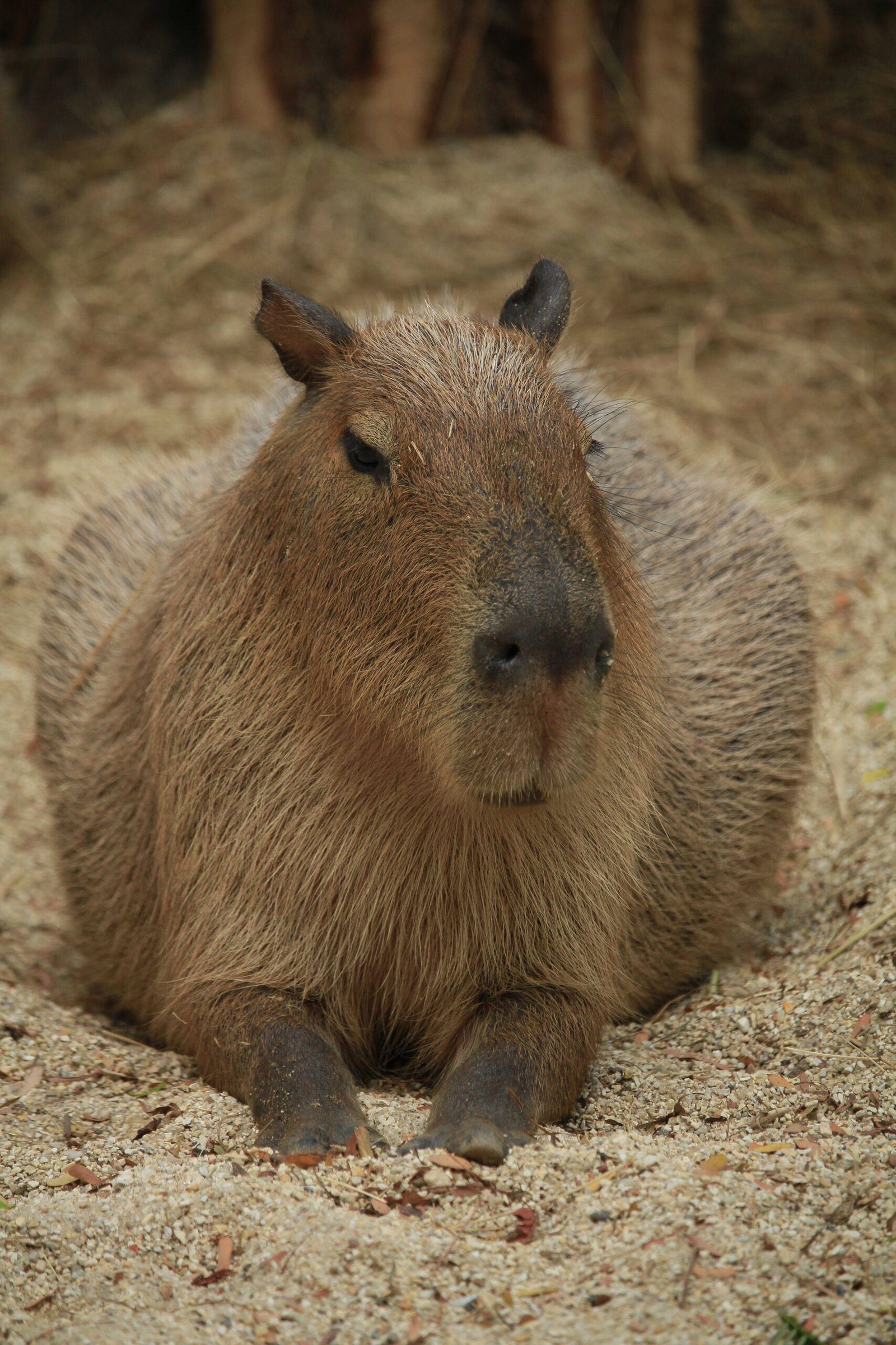 A Guide on How to Meet a Capybara