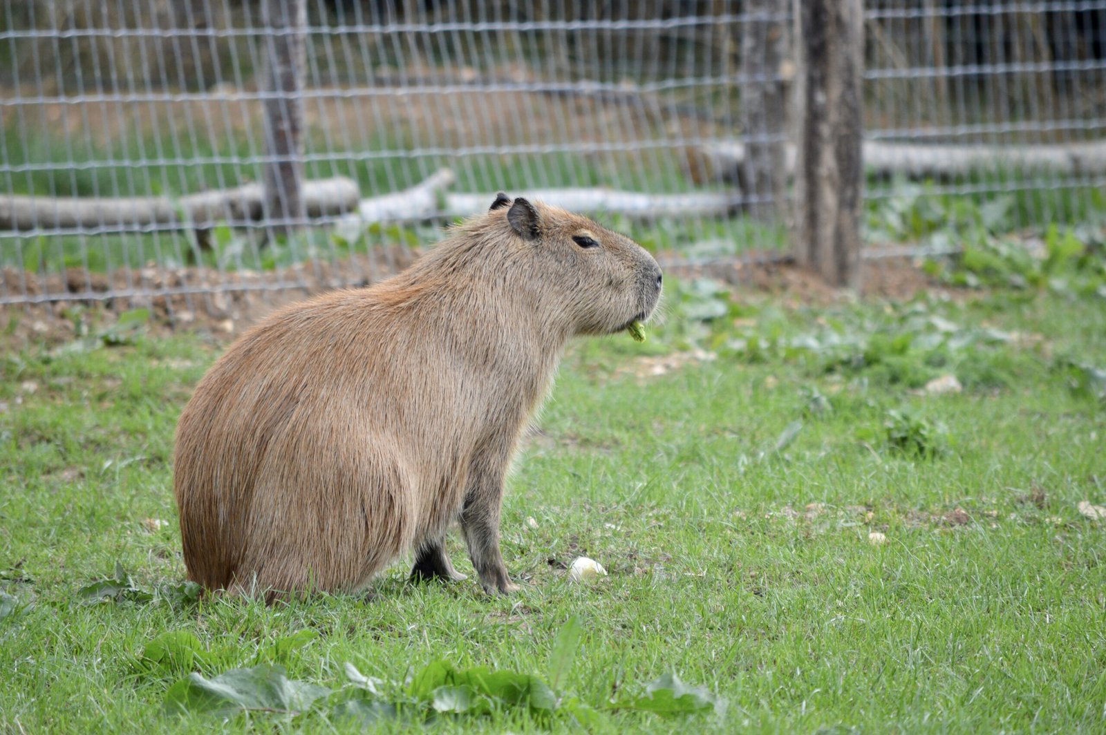 Adorable Images of a Capybara