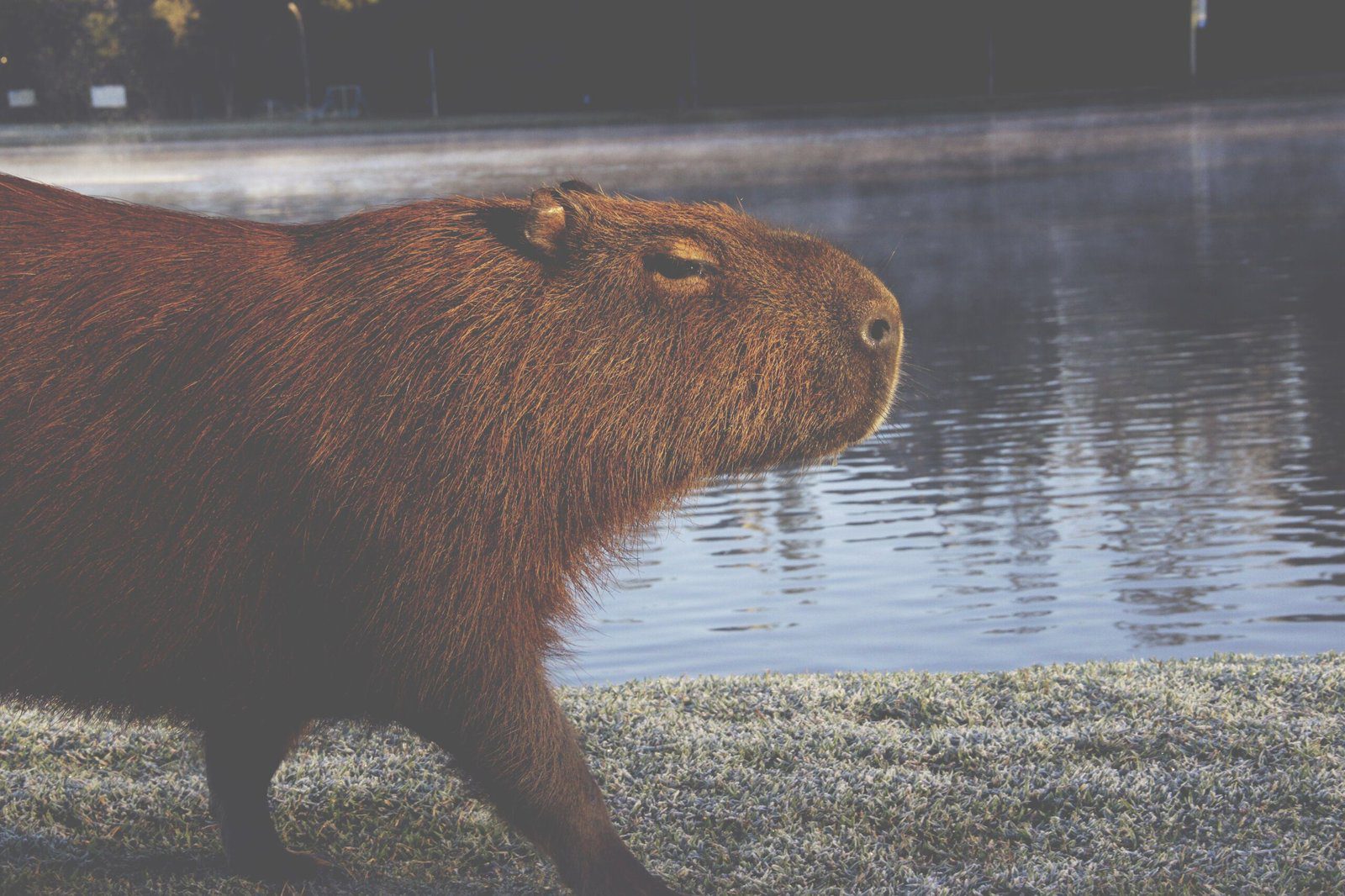 Adorable Picture of a Capybara Rodent