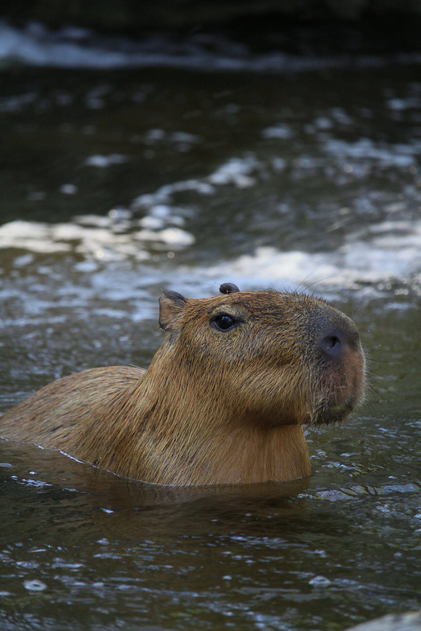 Adorable Picture of a Capybara