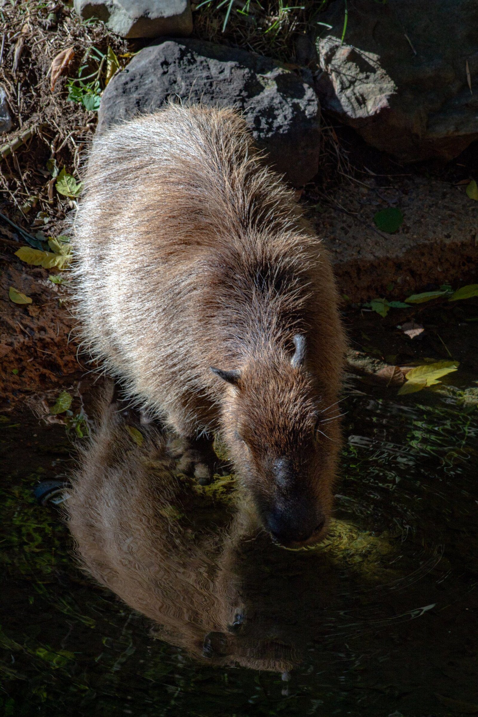 Animals Resembling Capybaras