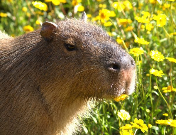 Are Capybaras Found in Portugal?