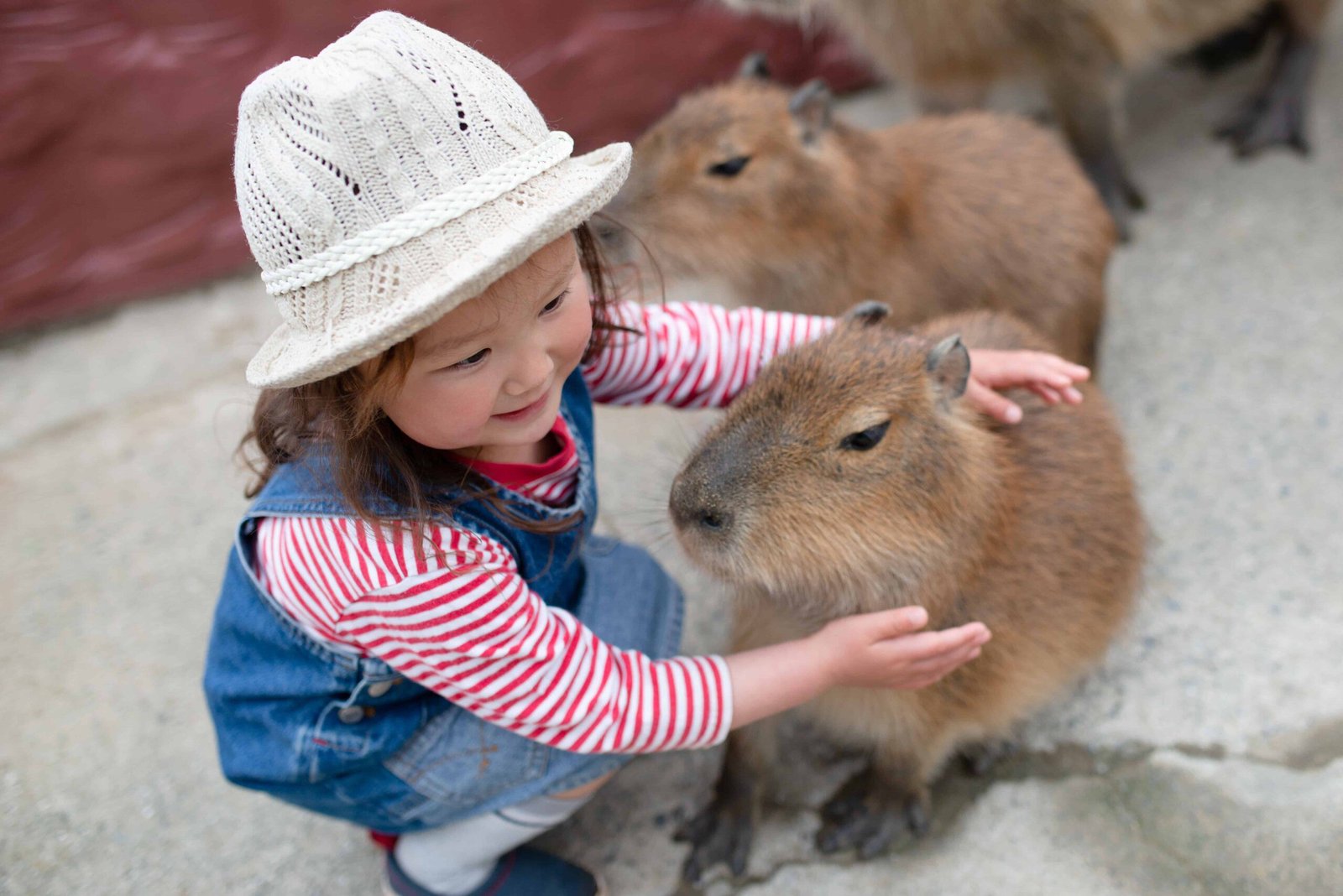 Are Capybaras Legal as Pets?