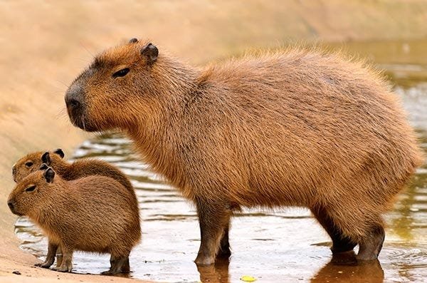 Are Capybaras Native to the United States?
