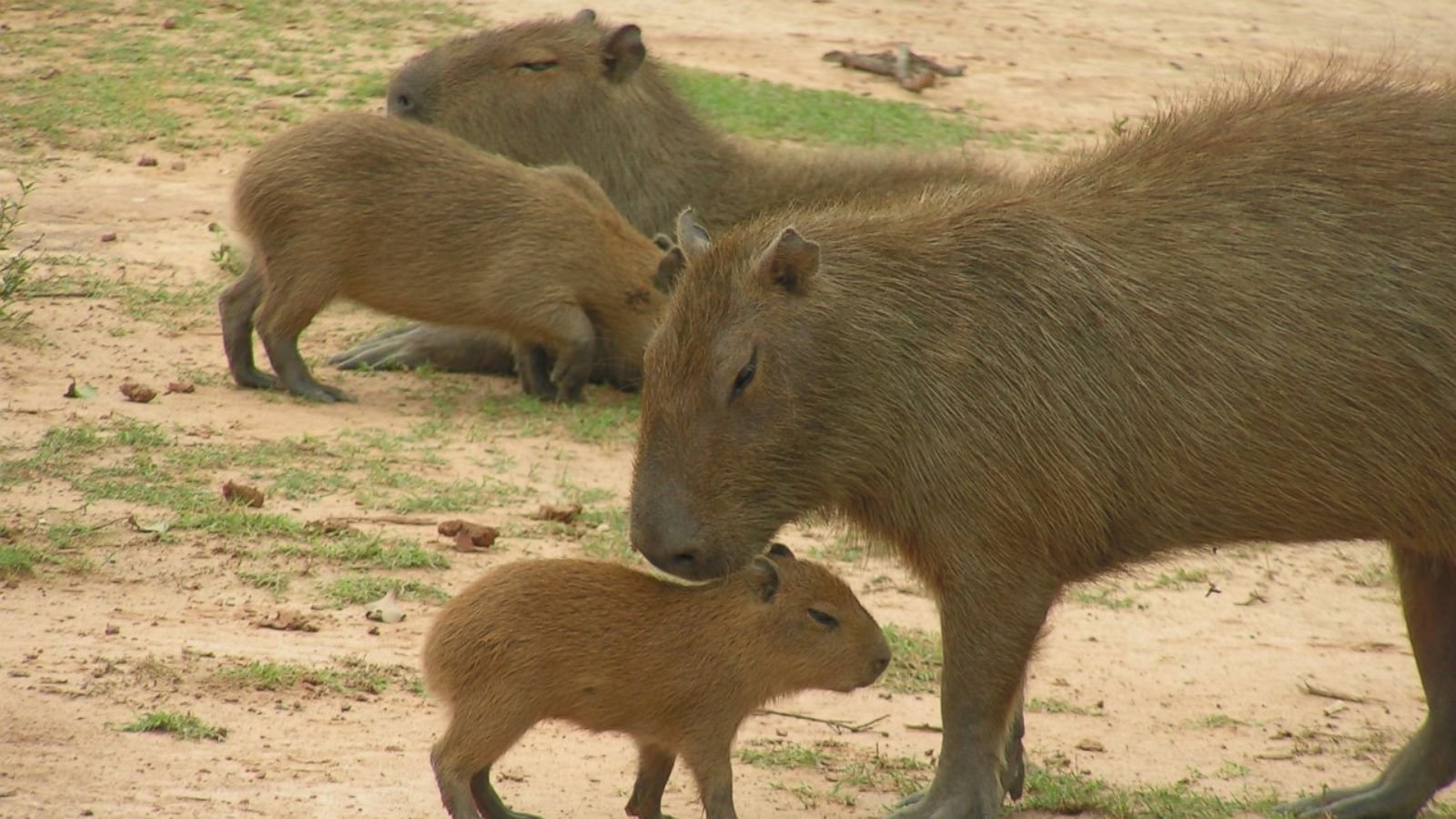 Are Capybaras Native to the United States?