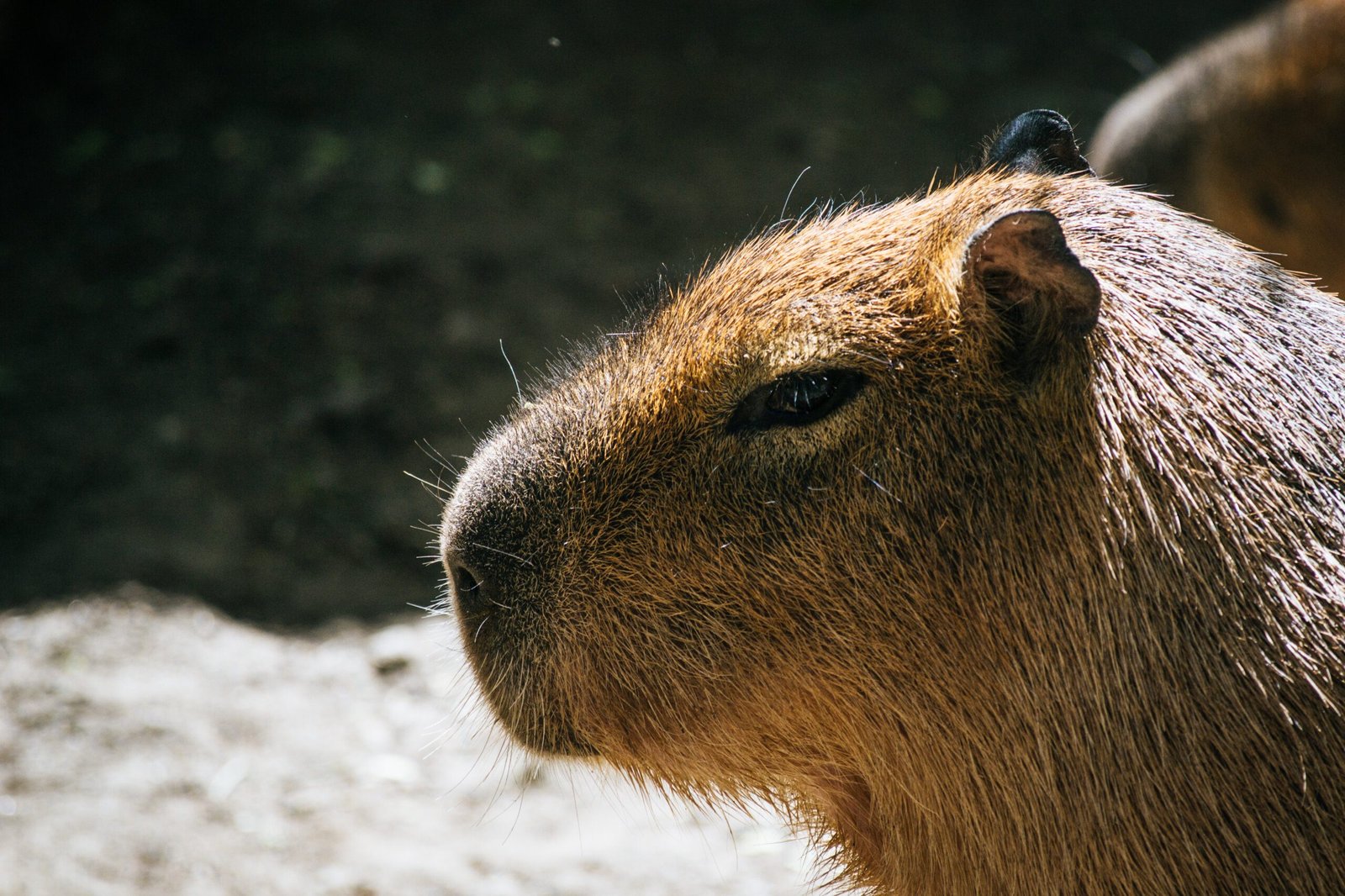 Are Capybaras Present in Edinburgh Zoo?