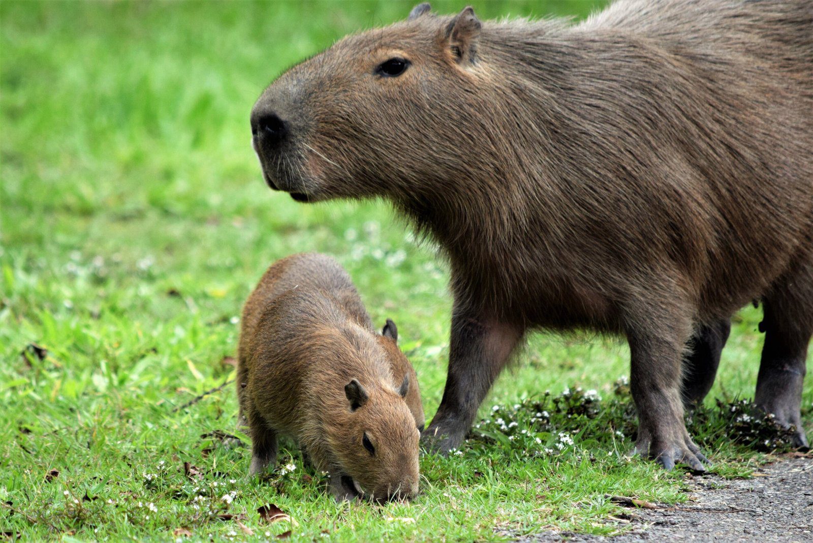 Are There Capybaras in Hawaii?