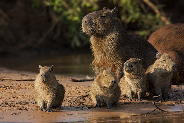 Best Places to Spot Capybaras