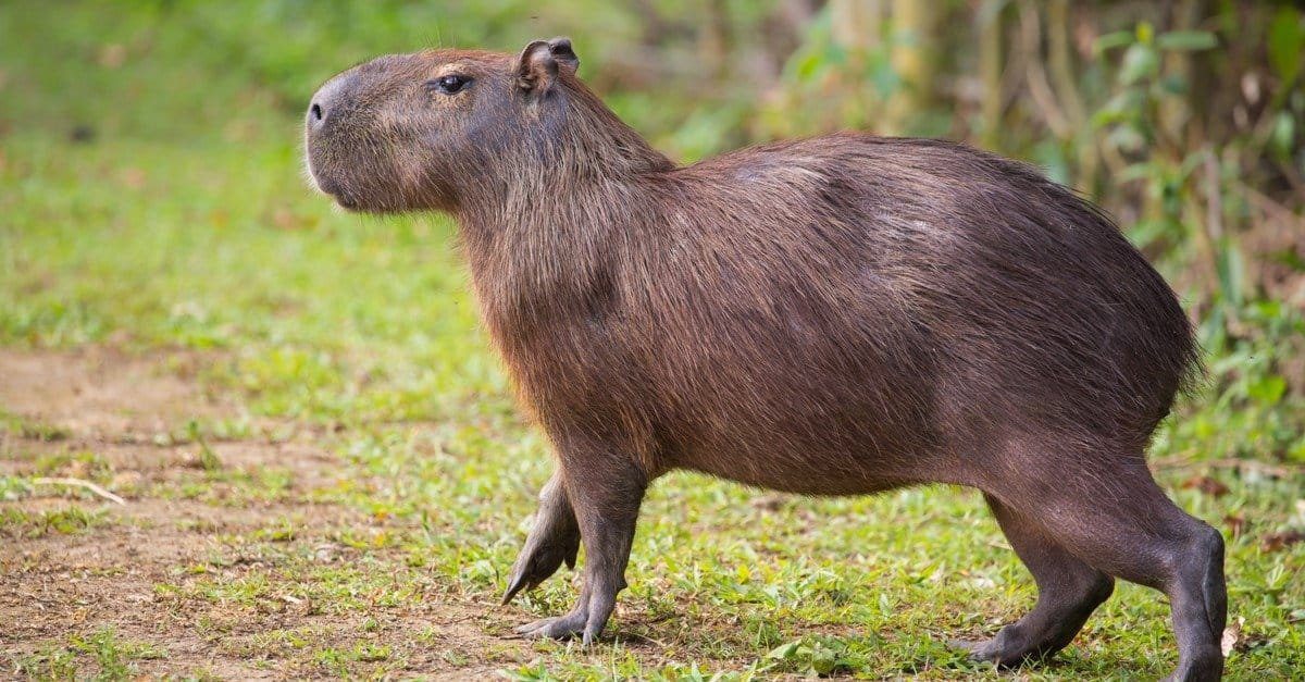 Best Places to Spot Capybaras