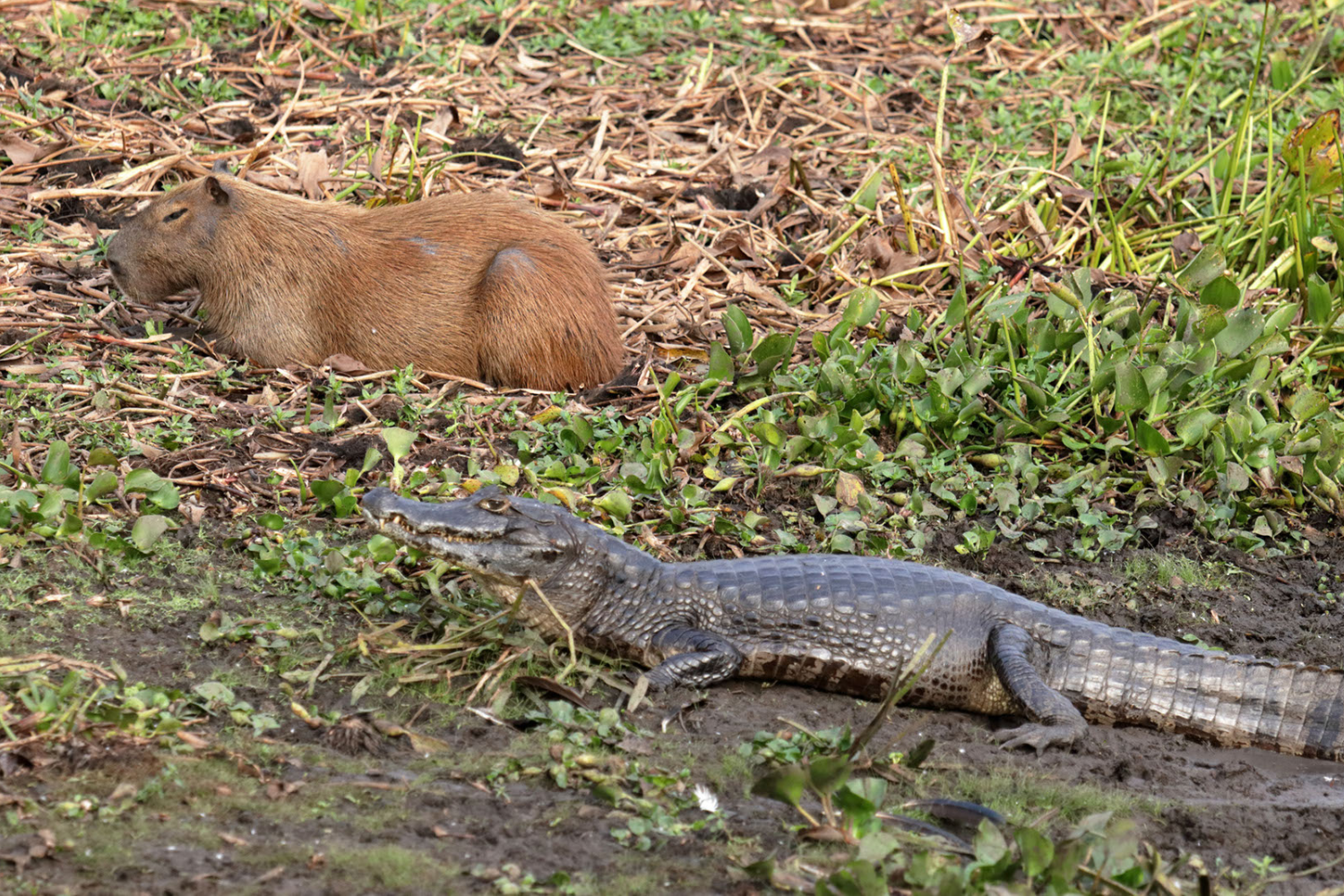 Can Crocodiles and Capybaras Coexist?