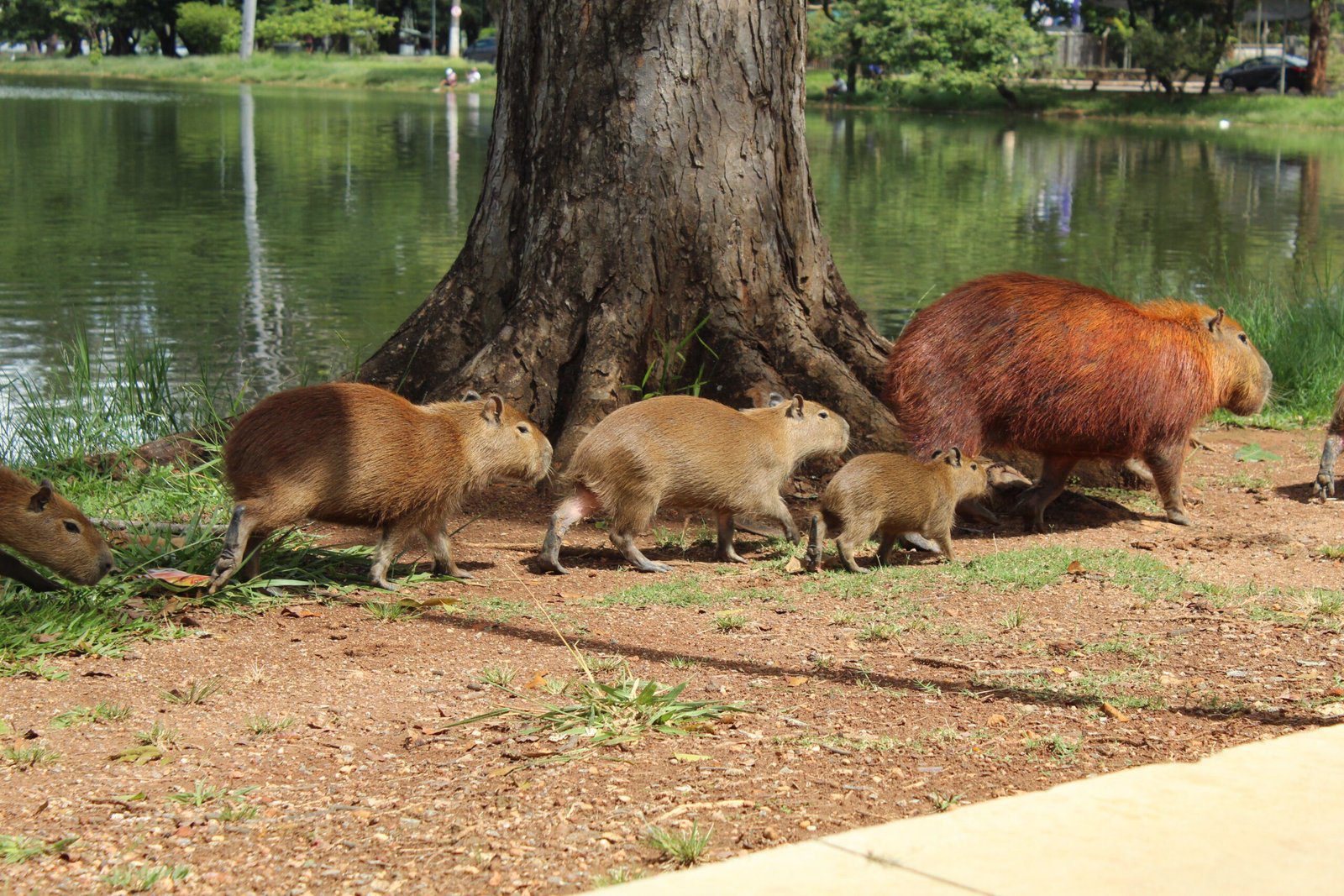 Can I legally own a capybara in my area?