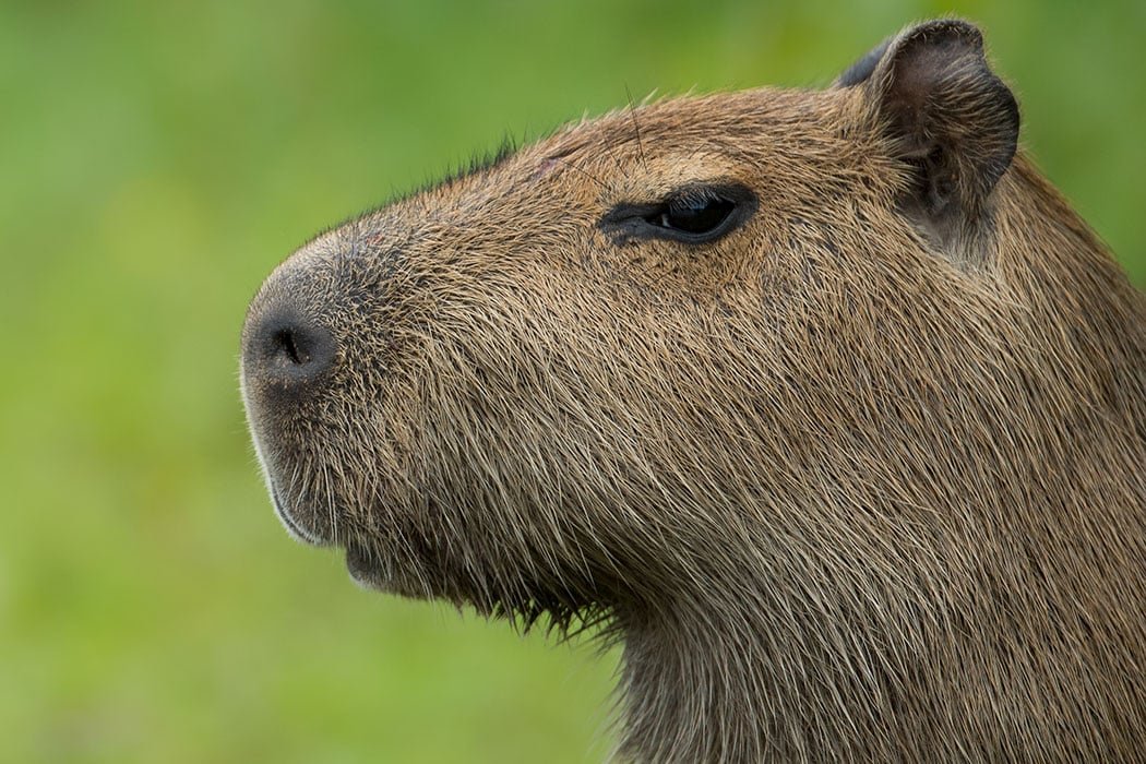 Can You Adopt a Capybara as a Pet