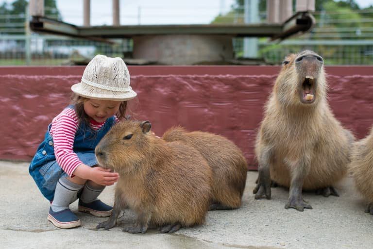 Capybara: A Fascinating Human Size Comparison