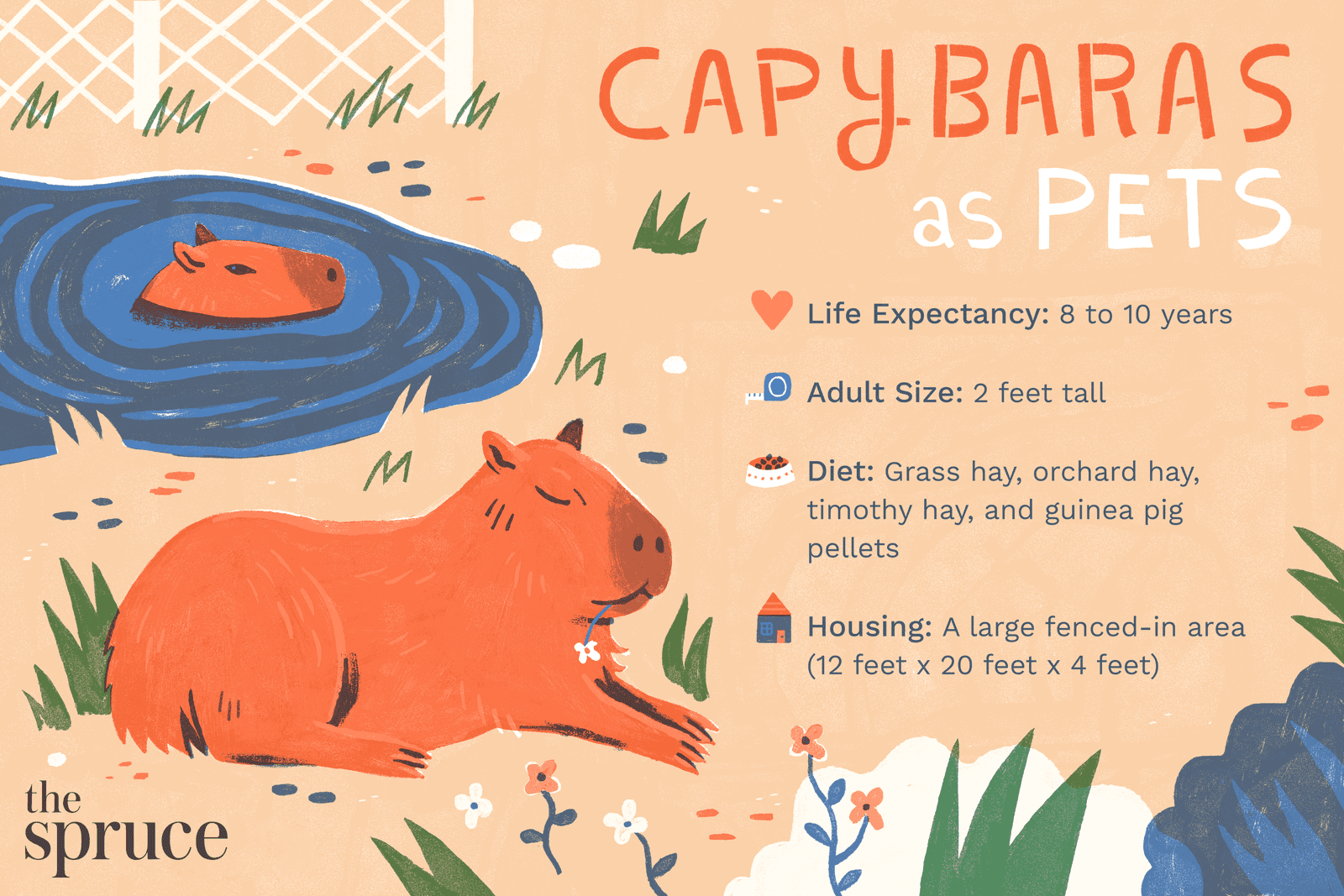 Capybara as a Pet in the UK: Rules and Regulations
