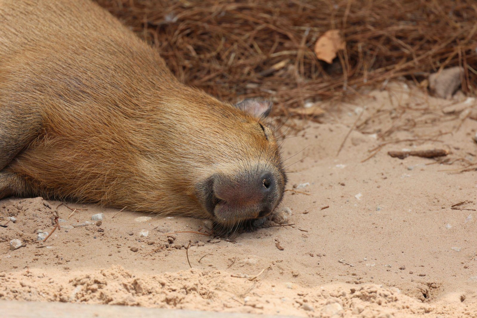 Capybara Encounter in Preston, UK