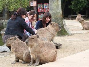 Capybara Petting Experience at a Nearby Location