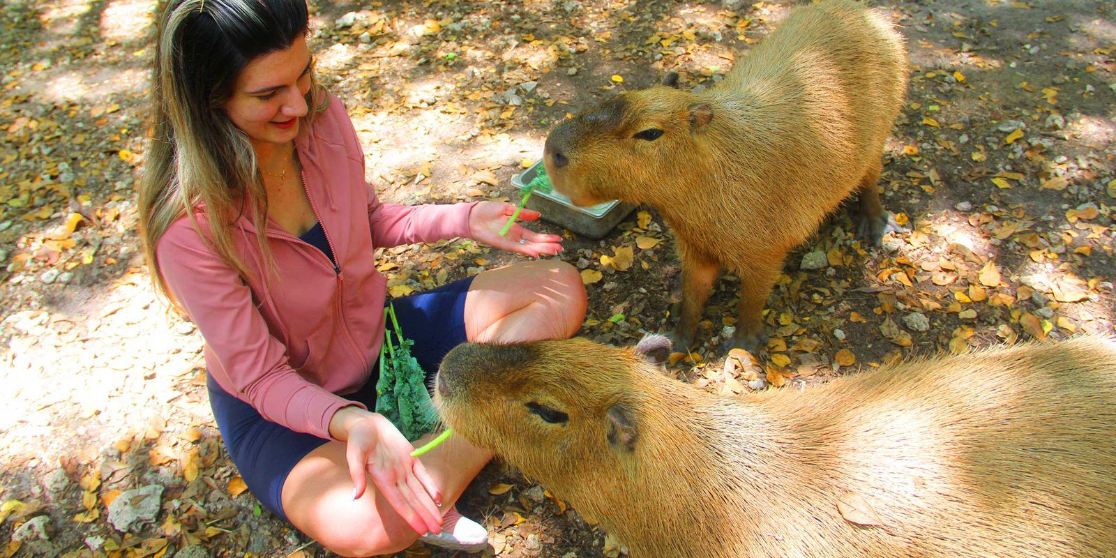 Capybara Petting Experience at a Nearby Location