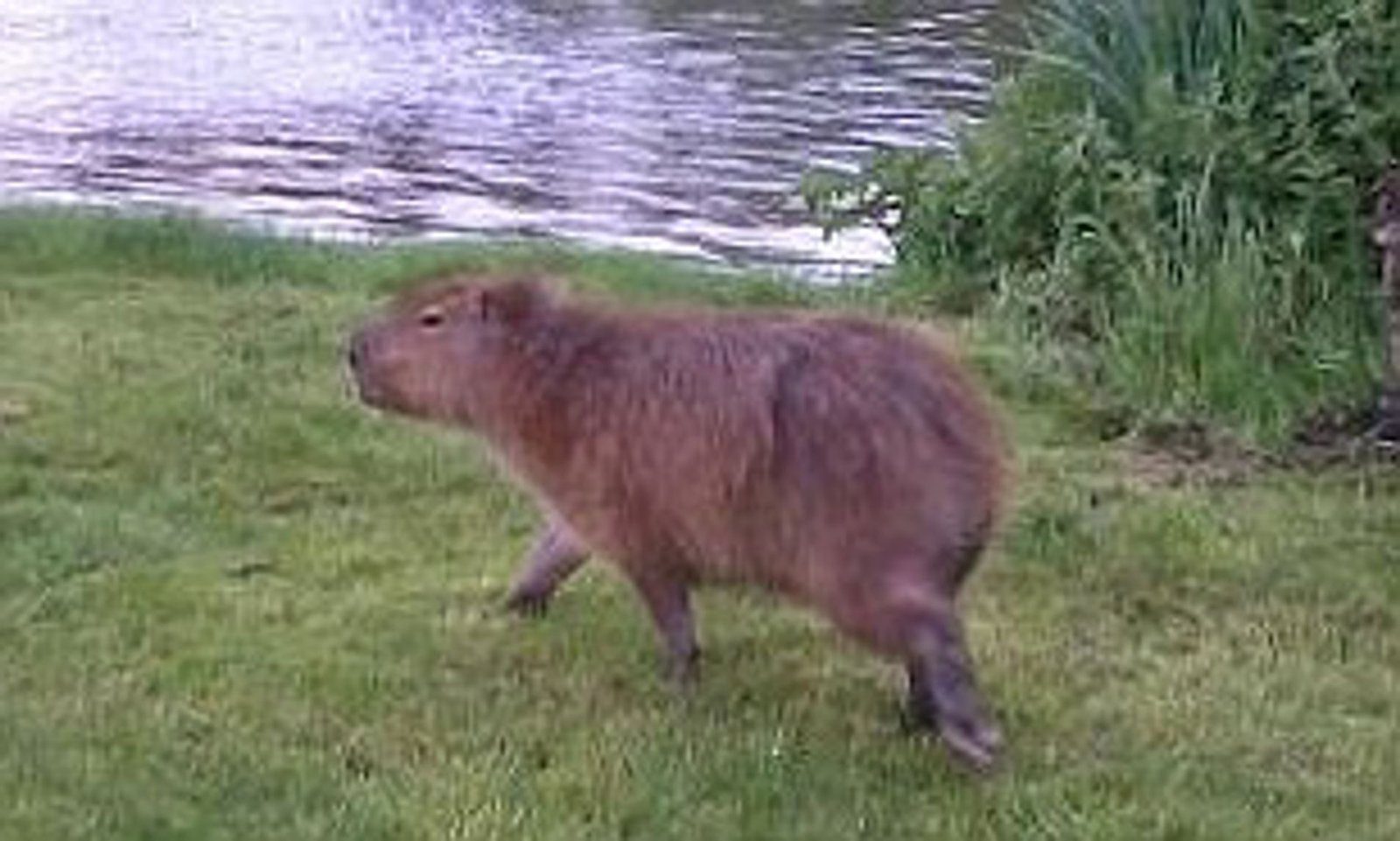 Capybara Sightings in the Wild in the UK