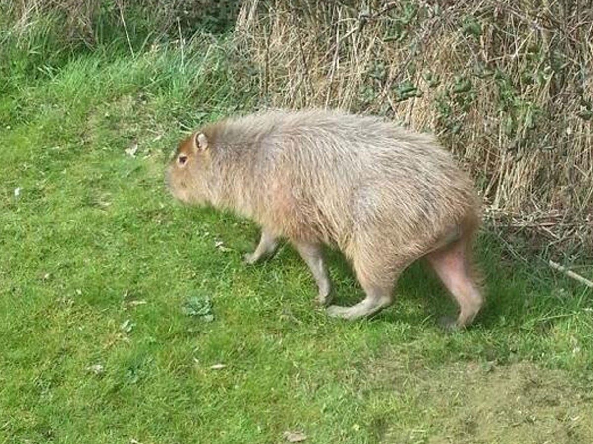 Capybara Sightings in the Wild in the UK