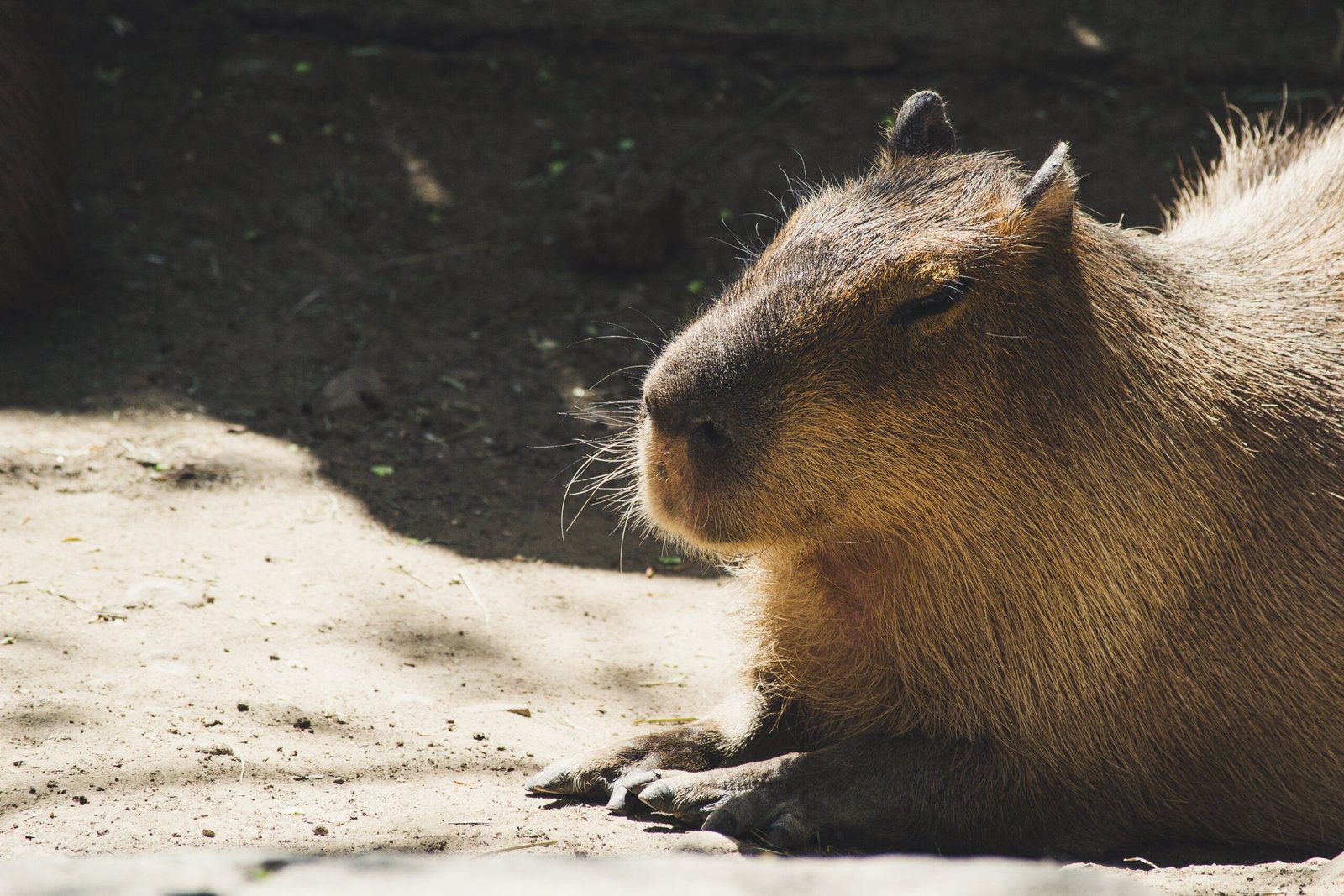 Capybara Splashing Water on Its Head