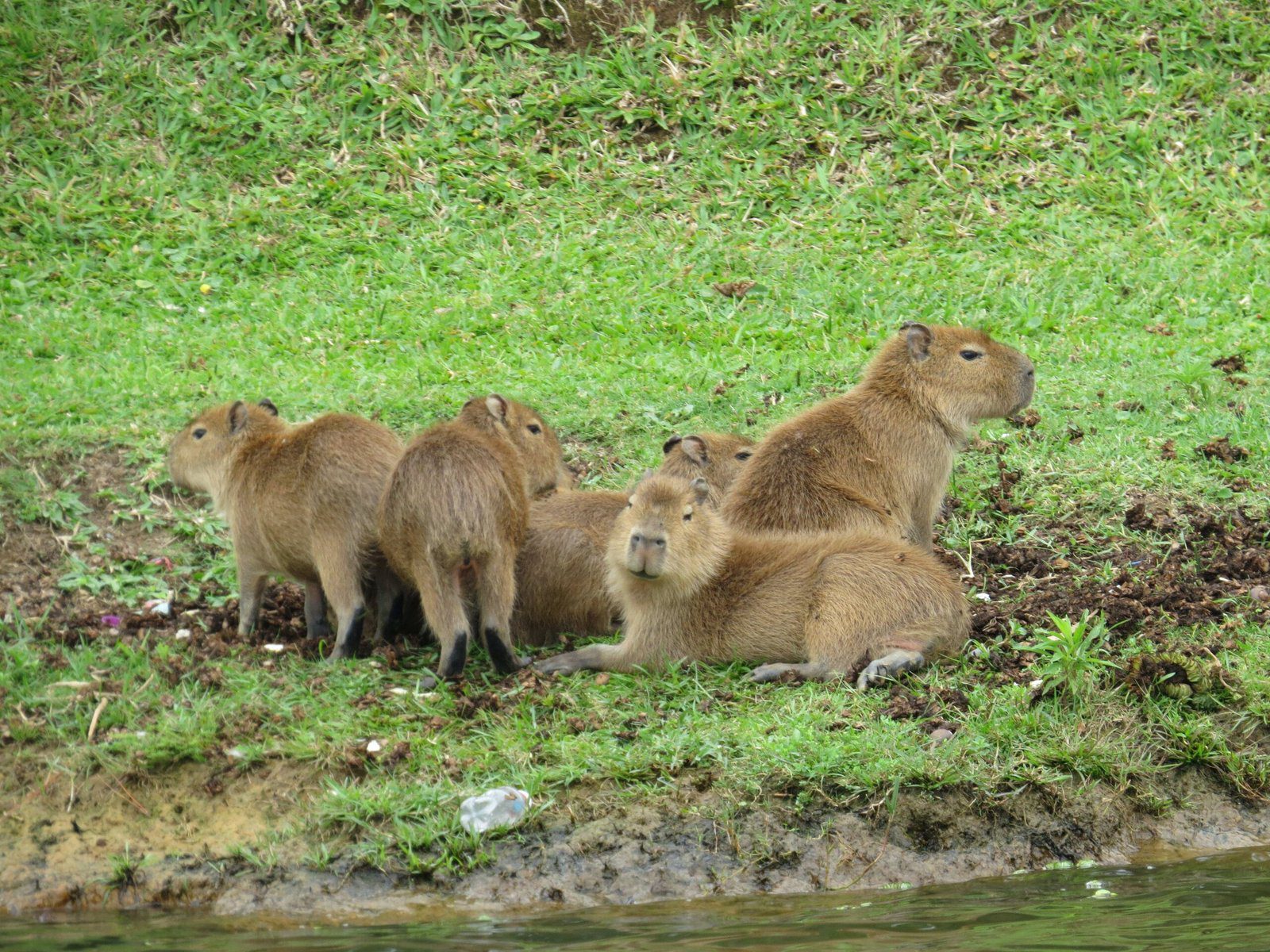 Capybaras Chill Vibes: Hanging Out with Everyone
