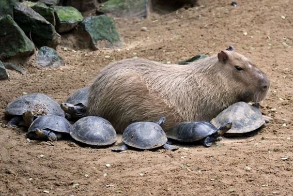 Capybaras Friendly Nature Makes It a Perfect Companion for Other Animals