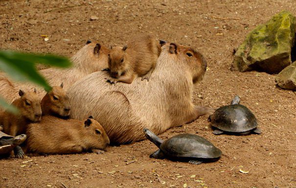 Capybaras Peaceful Coexistence with Other Animals