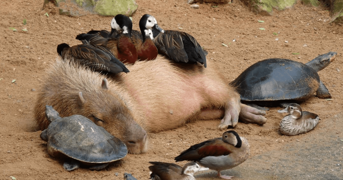 Capybaras Peaceful Coexistence with Other Animals
