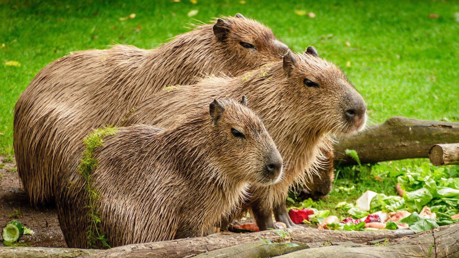 Capybaras: Their Origins and Habitat