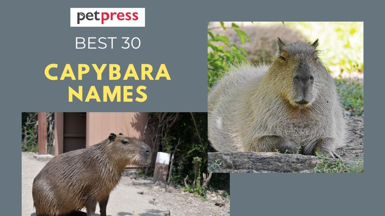 Cute and Creative Names for a Capybara