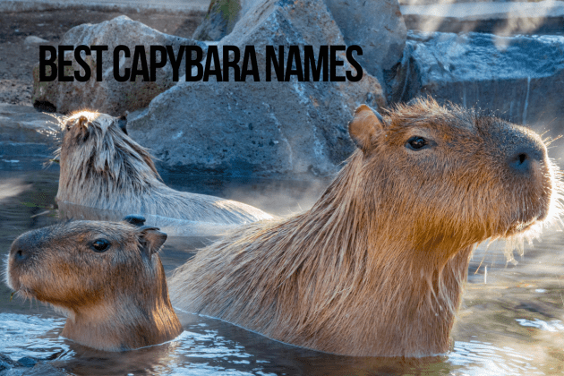 Cute and Creative Names for a Capybara