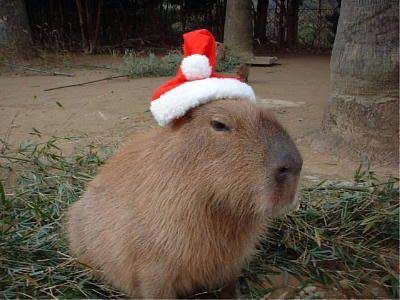 Cute Capybara Wearing a Festive Santa Hat