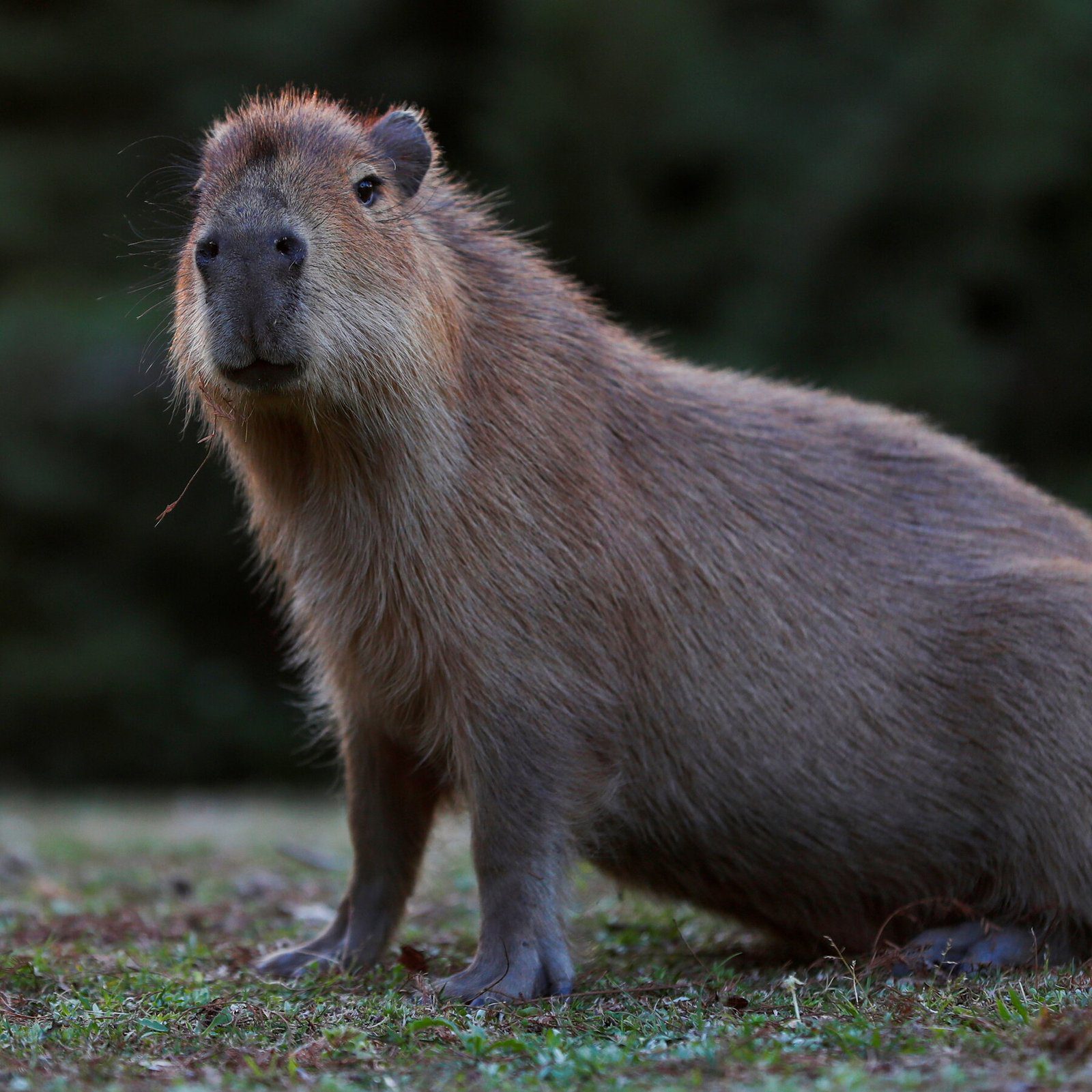 Determining the Value of a Massive Capybara