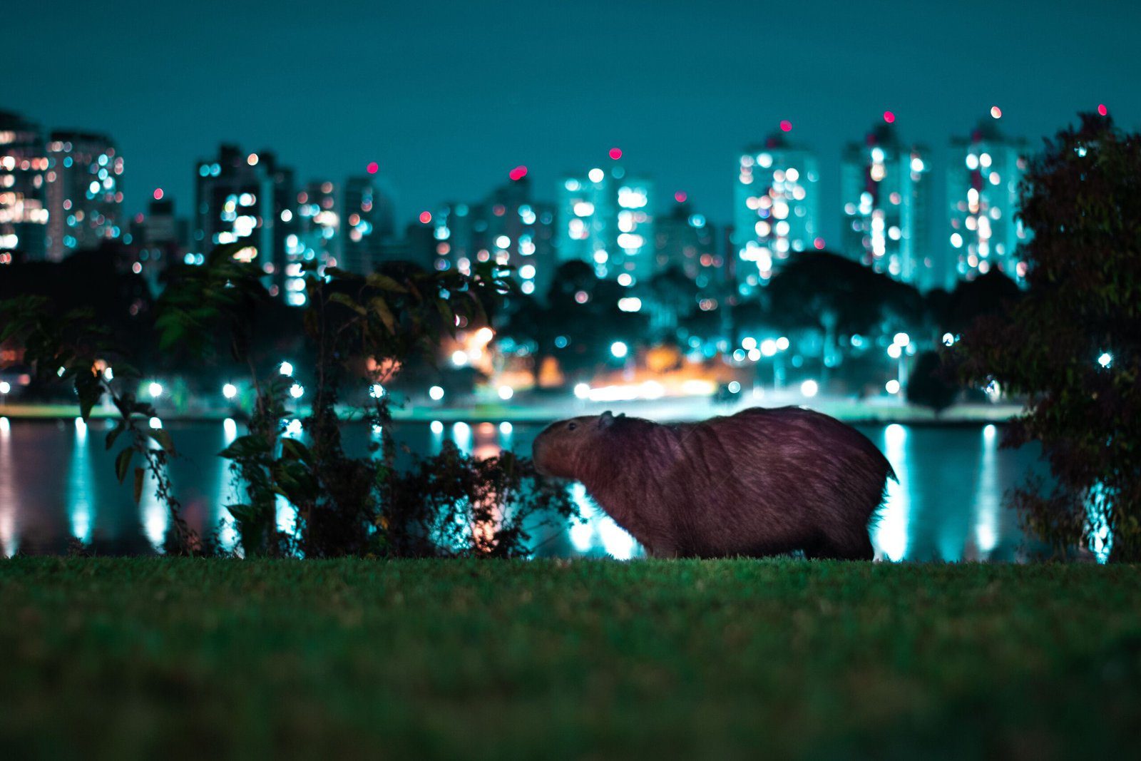 Discover the Fascinating World of Capybaras at a Zoo Near You