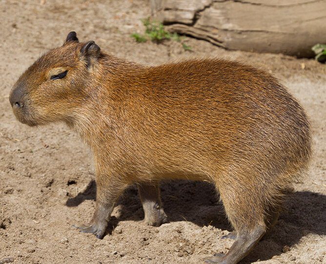 Discover Zoos Near Me with Capybaras