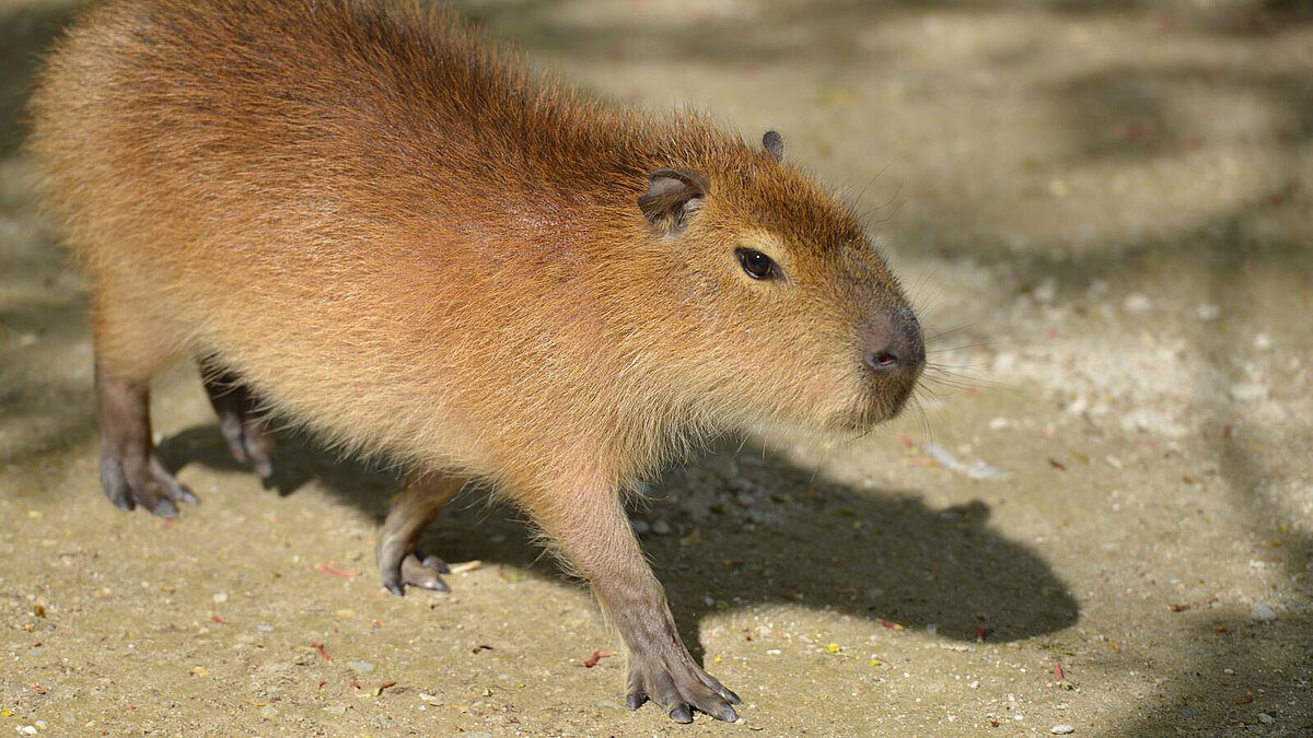 Discover Zoos Near Me with Capybaras