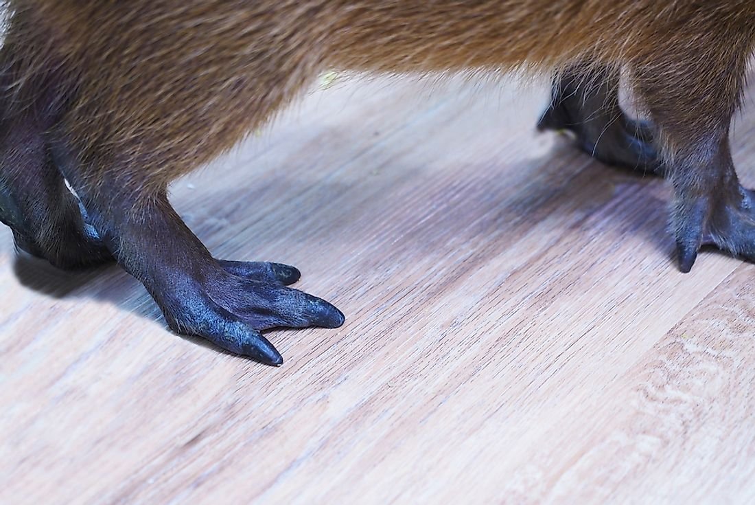 Do Capybaras Have Webbed Feet?