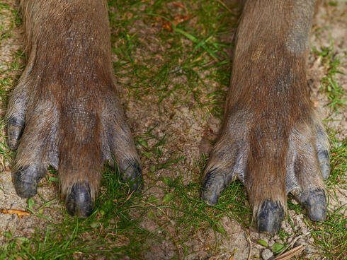 Do Capybaras Have Webbed Feet?