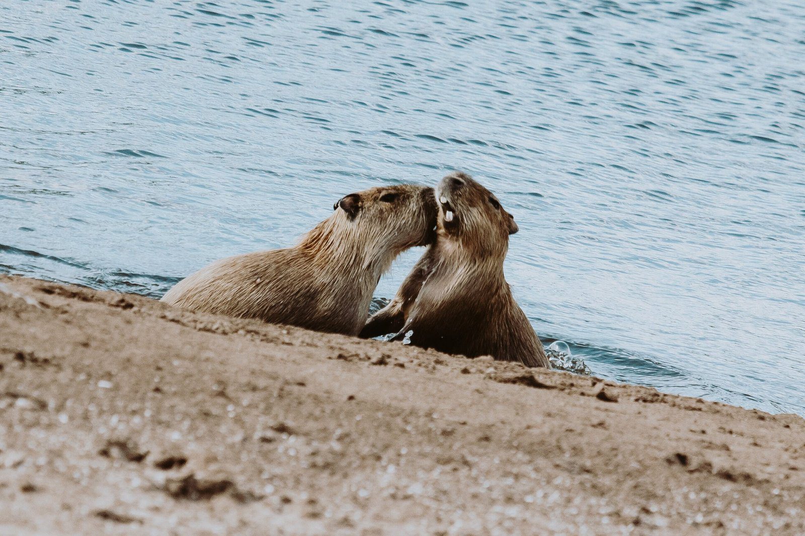 Does Twycross Zoo have Capybaras
