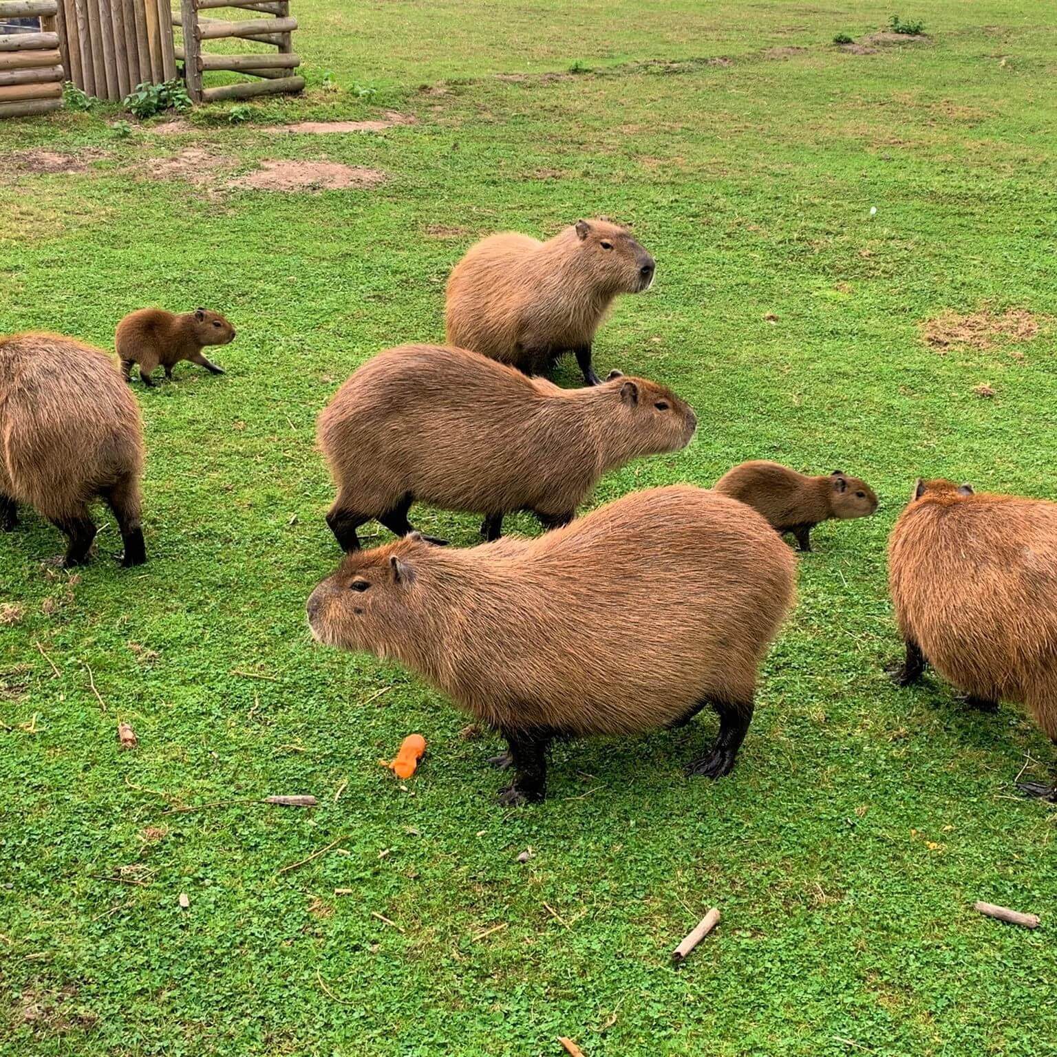 Exploring Jimmys Farm: The Fascinating World of Capybara