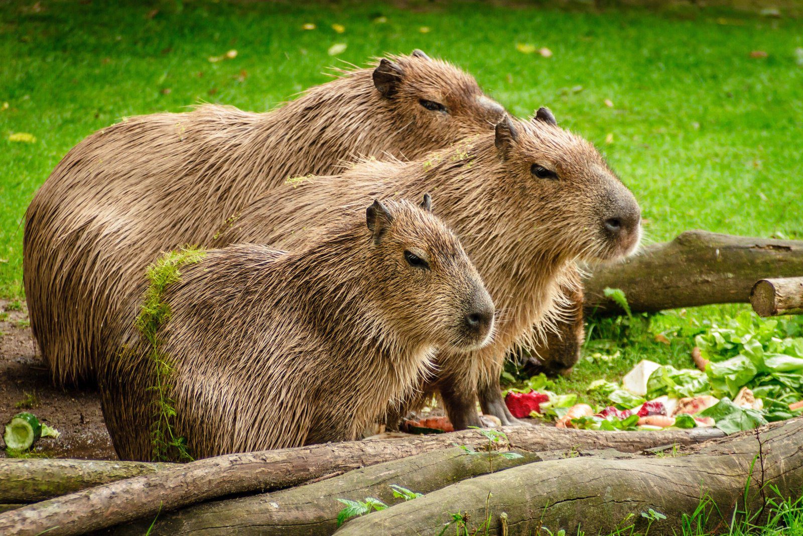 Exploring the Cotswold Wildlife Park with Capybaras