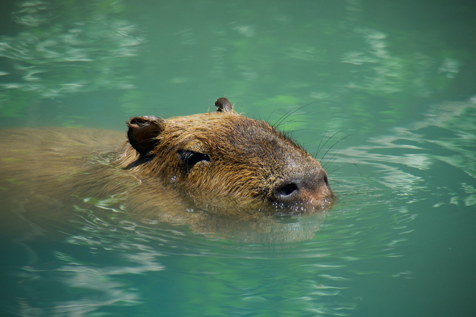 Expressions of Love for Capybaras