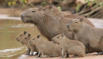 Family classification of Capybaras