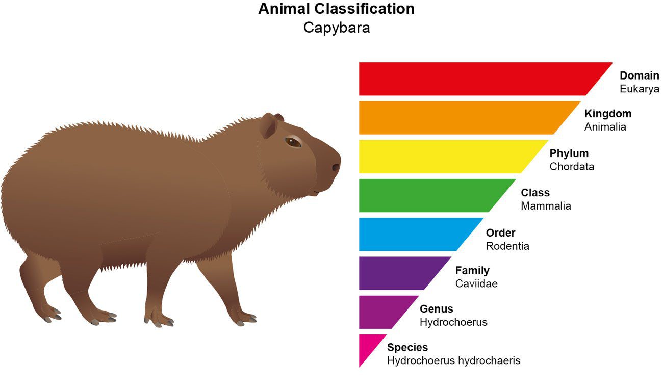Family classification of Capybaras