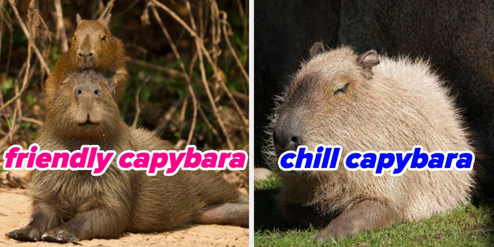 Find out which Capybara you are