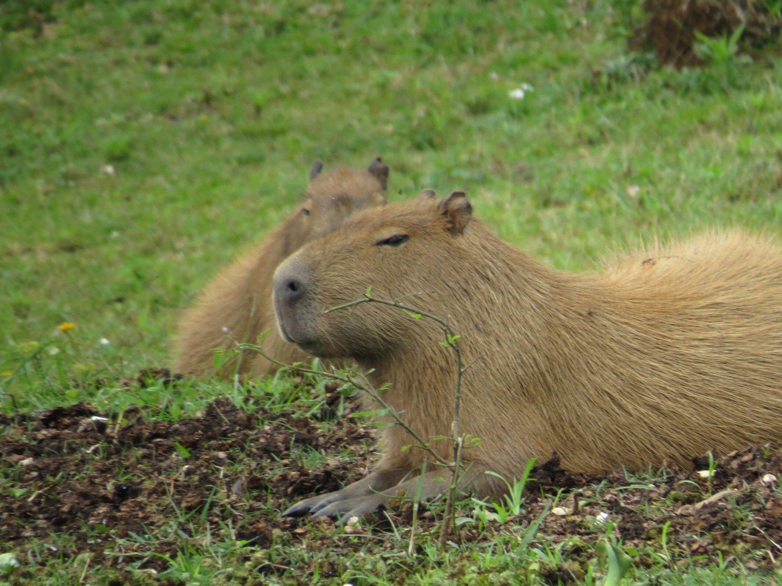 Giant Guinea Pig: Another Name for Capybara